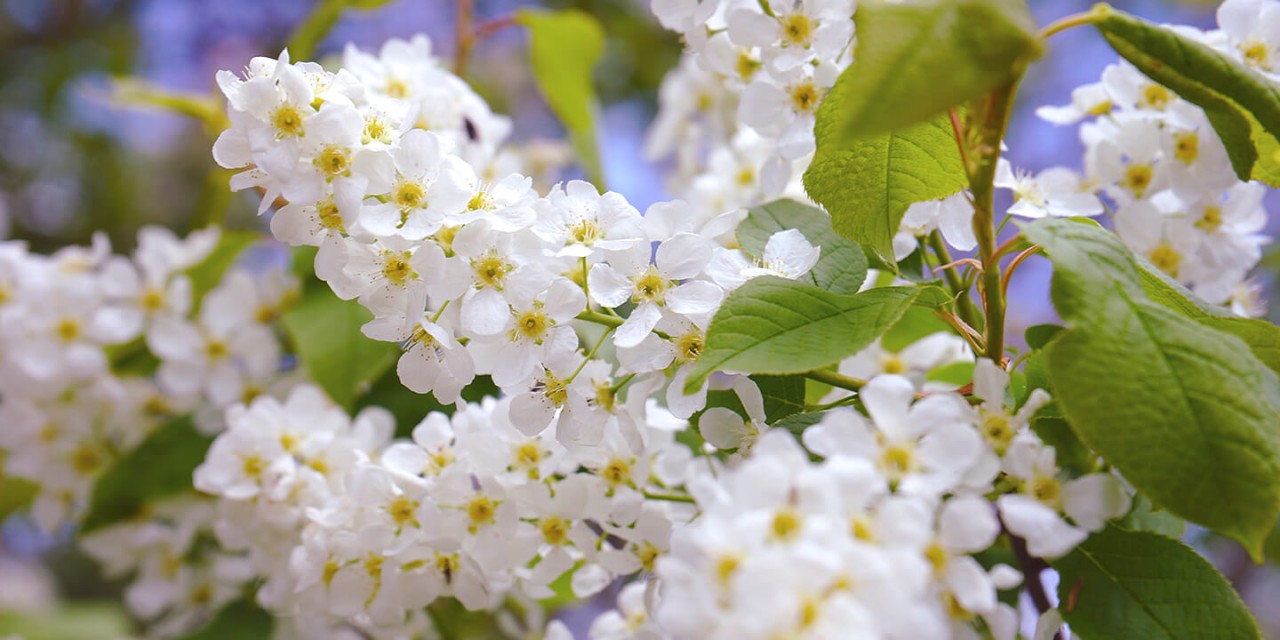 Flores com pétalas brancas e pólen amarelo